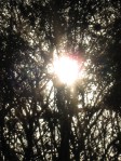 From our porch: Sun through the Live Oaks